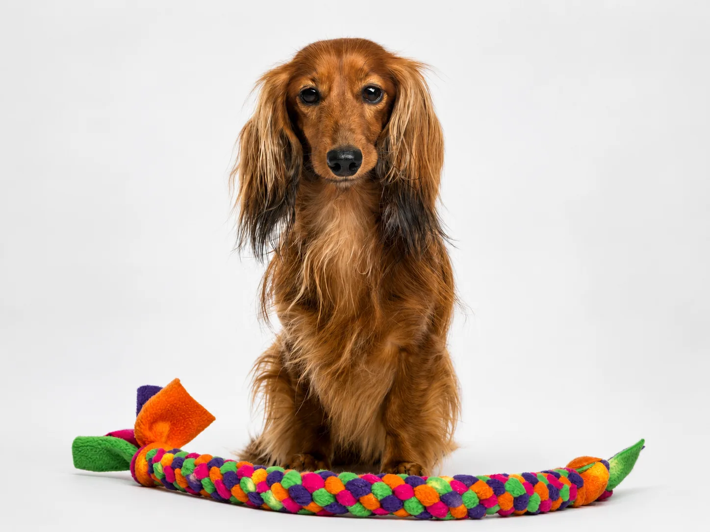 Dachshund paseando con arnés